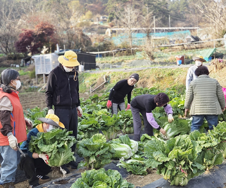 담안골 행복마을 배추절임 체험 활동